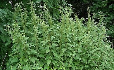 В Україні сезон кропиви: розповідаємо про корисні властивості рослини