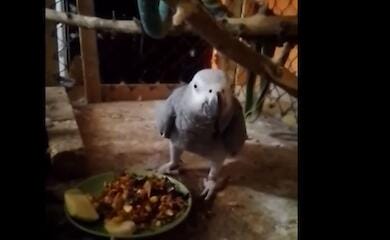 Затоплення зоопарку в Новій Каховці: частину тварин врятували