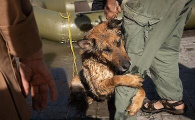 Киевлян призывают брать домой животных эвакуированных с Херсонщины