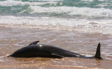 Течением вынесло на берега Черного моря Турции и Болгарии мертвых дельфинов