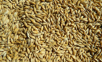 В Минагро отчитались о начале жатвы