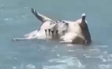 Трупи свиней, які потонули внаслідок підриву росіянами Каховської ГЕС, прибило до берегів Сухумі в Абхазії