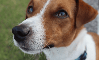 Пес Патрон потрапив під ворожий обстріл на Харківщині