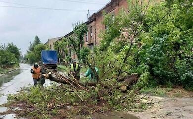 Из-за непогоды в Харькове снесло более сотни деревьев