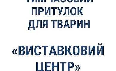 В июне киевляне взяли в семьи рекордное количество бездомных животных