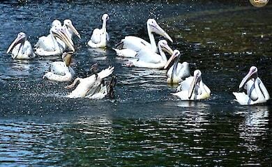 Мешканці КиївЗоо рятуються від спеки завдяки водним процедурам