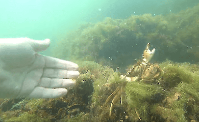 Состояние морской воды в Одесском заливе стабилизировалось