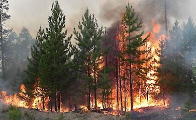 Українців попереджають про пожежну небезпеку