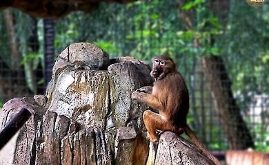 У Київському зоопарку показали і розповіли як живуть врятовані павіанчики