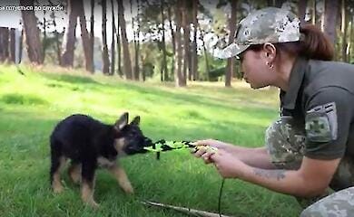 Прикордонники готують "чотирилапий патруль" до служби