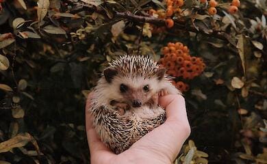 У Росії встановили ліміти на вилов їжачків і мишей