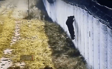 На кордоні Литви та Білорусі ведмідь намагався перелізти через паркан (відео)