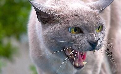 У Дарницькому районі Києва зафіксовано випадок сказу в кішки