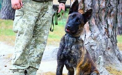 Кордон України захищає голландська вівчарка Вог