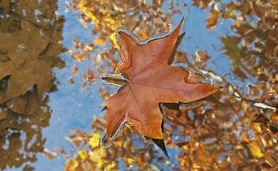 Психологиня відповіла на 5 запитань про осінню депресію