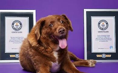  У Португалії помер найстаріший у всьому світі пес