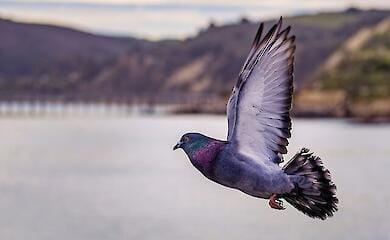 В Чернигове подросток жестоко убил голубя
