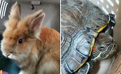 В Києві в сміттєвий бак викинули тварин