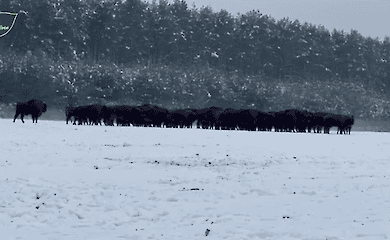 Найбільша популяція бізонів мешкає на Львівщині