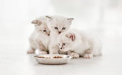 Сравнение влажного и сухого корма для котят: что лучше