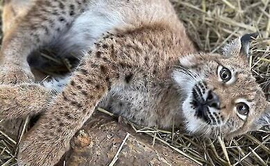 Дитинча рисі, якого продавали через Olx, уже перевели в центр диких тварин