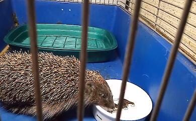 У Харкові можна зустріти їжаків-шатунів