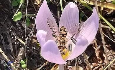 У Тузлівських Лиманах розцвіла унікальна квітка