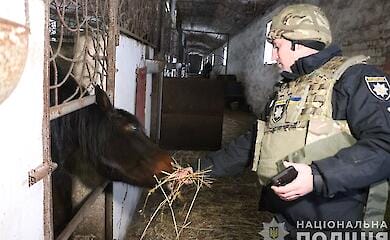 Поліцейські взяли під опіку коней із покинутої ферми на Харківщині