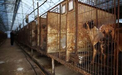 Південна Корея заборонила розведення собак для їжі