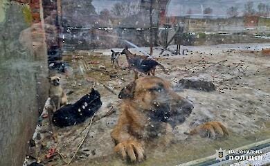 На Киевщине обнаружили "приют", где жестоко обращались с животными
