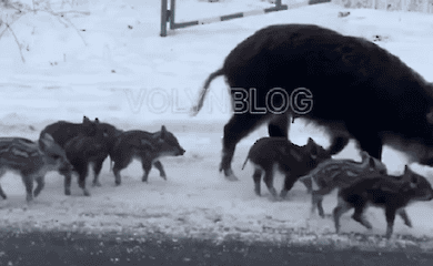 Пара диких свиней вывела малышей на прогулку на Волыни