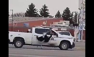 У Канаді 20 страусів вирвалися з вольєрів і бігали містом