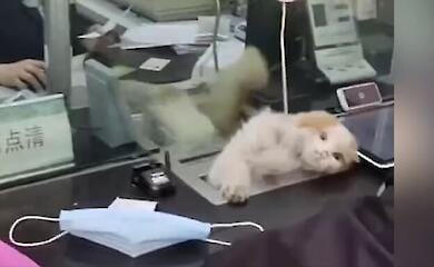 Кішка, яка працює в банку Китаю, розсмішила мережу