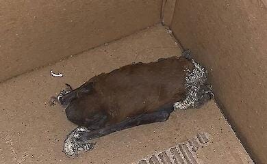 В Кривом Роге спасли летучих мышей, которых замуровали пеной