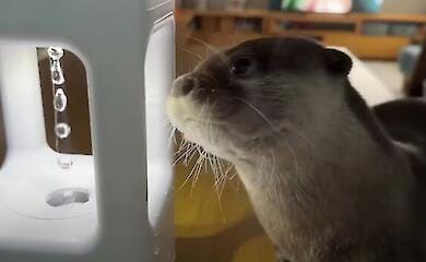 Видра кумедно попалася на оптичній ілюзії падіння води