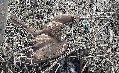 Червонокнижного безпорадного птаха патрульні врятували в Дніпрі