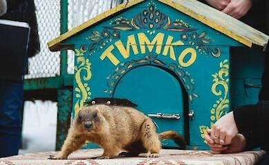 Харківський бабак Тимко зробив прогноз на весну