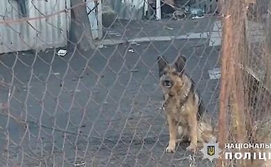 Жила в жахливих умовах та недоїдала: на Київщині врятували собаку