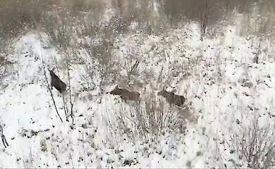 Стадо лосів потрапило на відео з висоти польоту