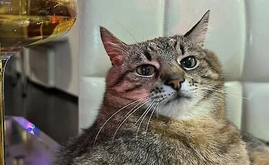 Из-за постоянных обстрелов кота Степана вывезли из Харькова