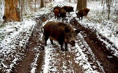 ГП Леса Украины