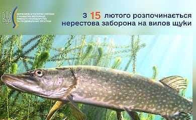 Розпочалася нерестова заборона на зимову риболовлю щуки