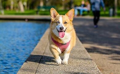 Як зрозуміти, що корм домашнього улюбленця потрібно змінити