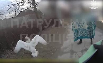 В Белой Церкви патрульные полицейские спасли раненого лебедя