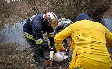 Неизвестные ранили лебедя дротиками для арбалета в Киевской области