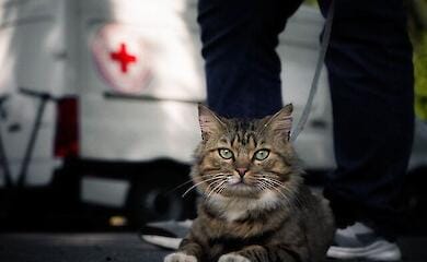 40 тысяч домашних питомцев ВПЛ получили помощь от Красного Креста