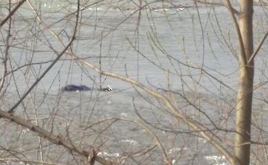 Намагався переплисти кордон: у річці Тиса виявили тіло чоловіка