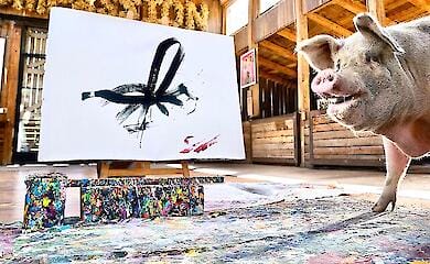 "Найуспішніша у світовій історії" свиня-художниця померла у віці 8 років