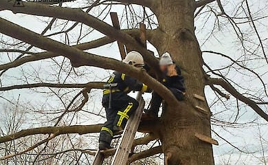 Рятувальники зняли дитину з дерева у Львівській області