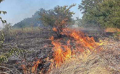 У Житомирській області загинув чоловік, який гасив сухостій
